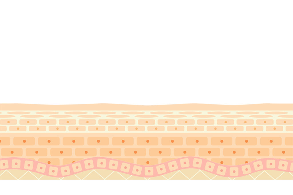 1-2. 皮膚の薄さと血行不良が「紫」を濃くする理由